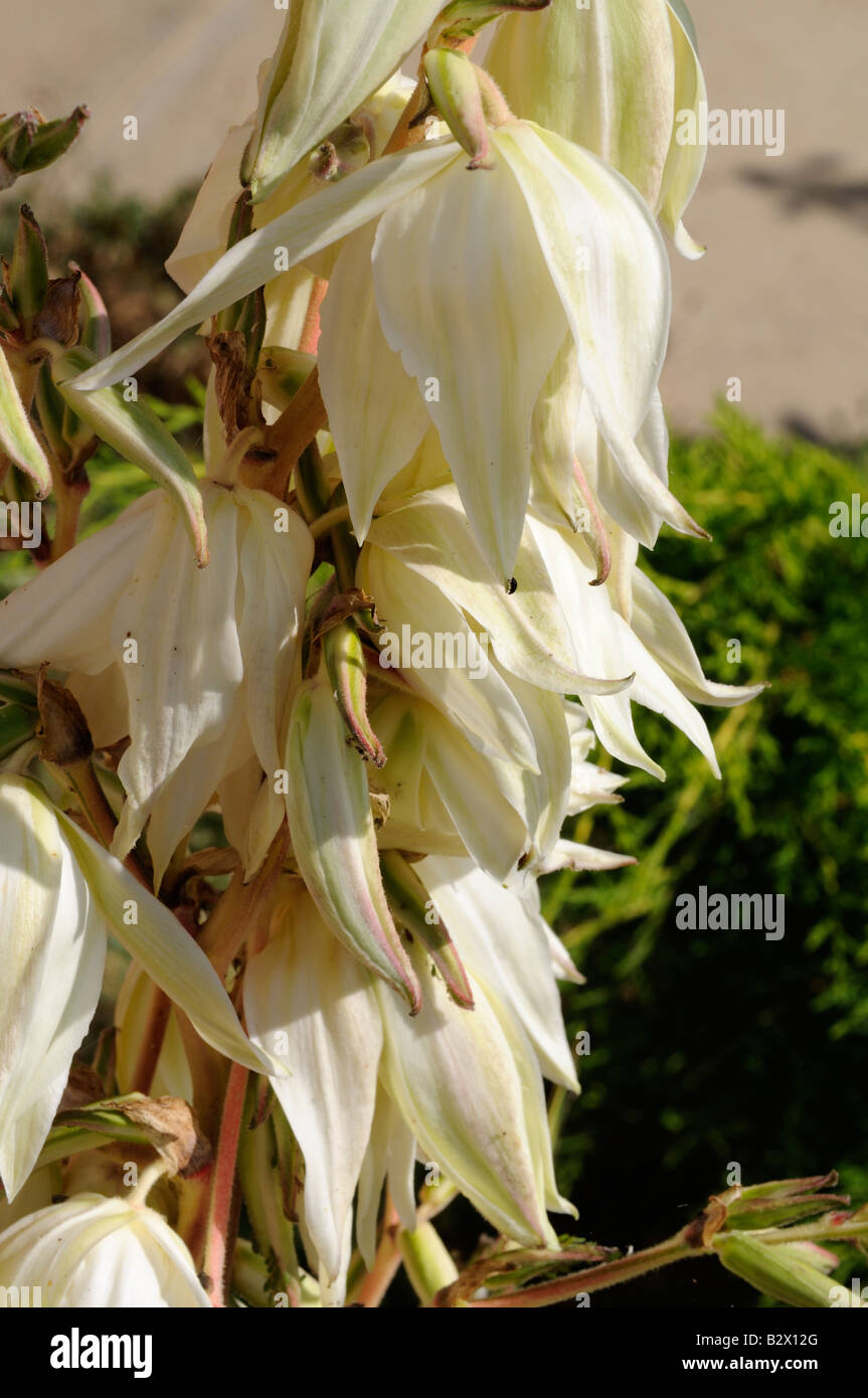 Yucca plant flower Fotos und Bildmaterial in hoher Auflösung Alamy