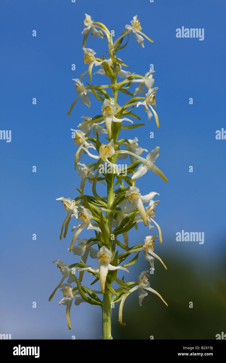 Größere Schmetterling Orchidee, Platanthera Chlorantha, UK. Stockfoto