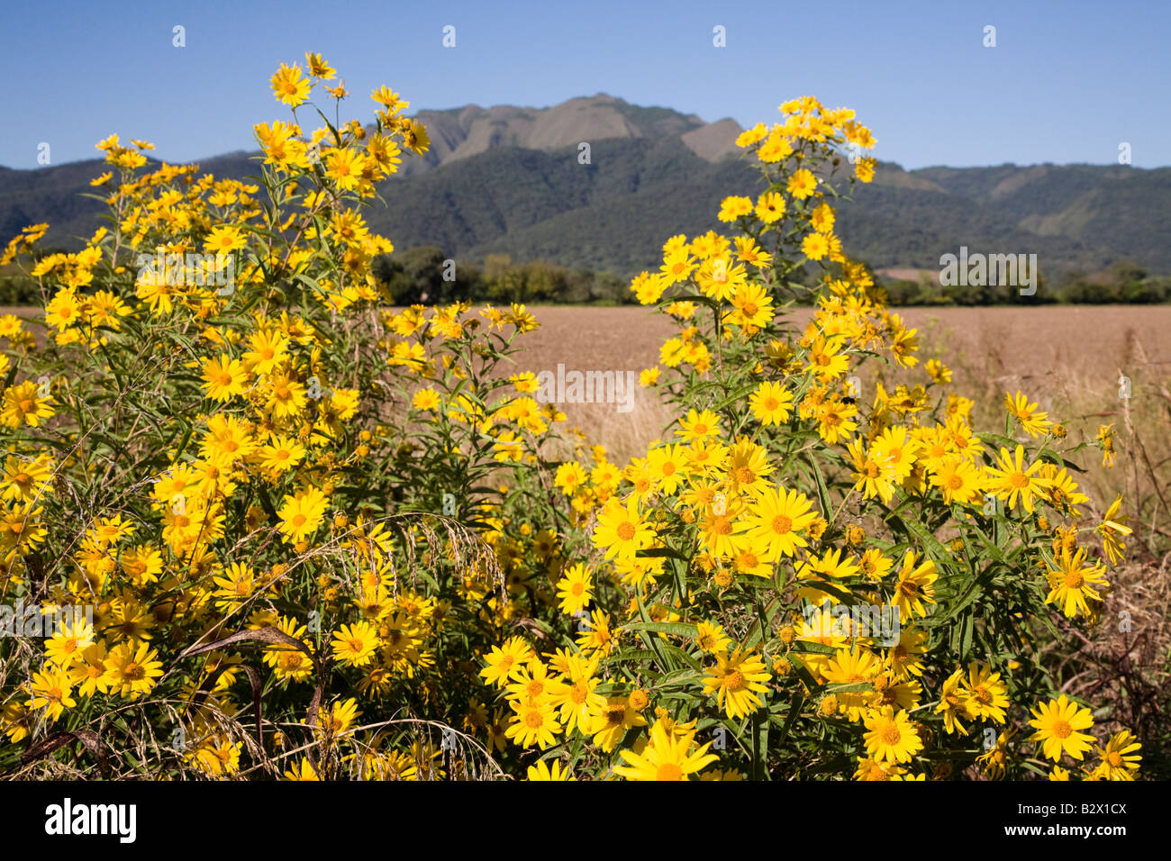 Blumen, Salta Region, Schönheit in der Natur, Argentinien Stockfoto
