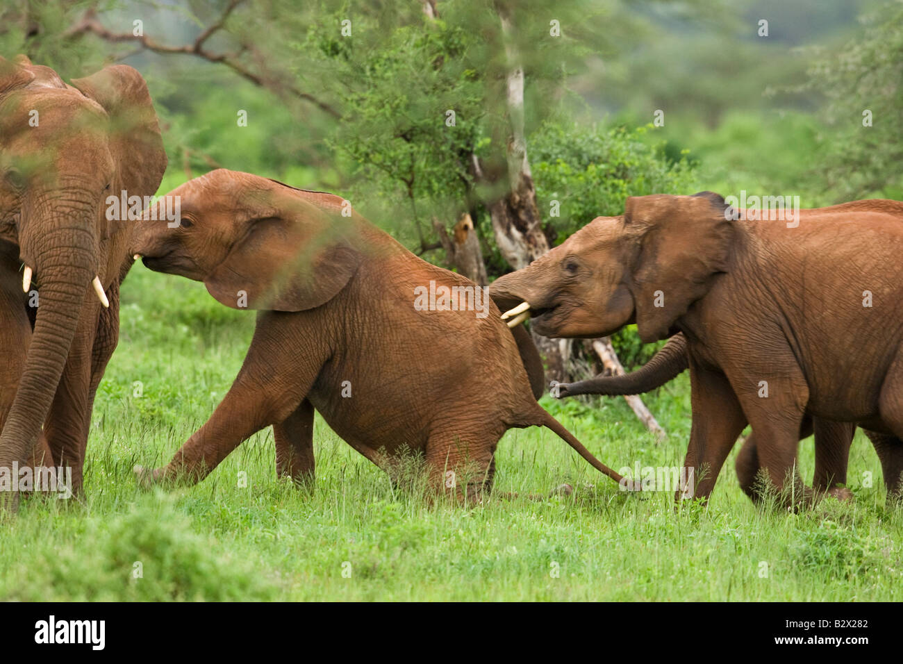 Afrikanischer Elefant (Loxodonta Africanus), drückt eine Juvenile ein anderes Rücken seiner Mutter während eines Kampfes spielen Stockfoto