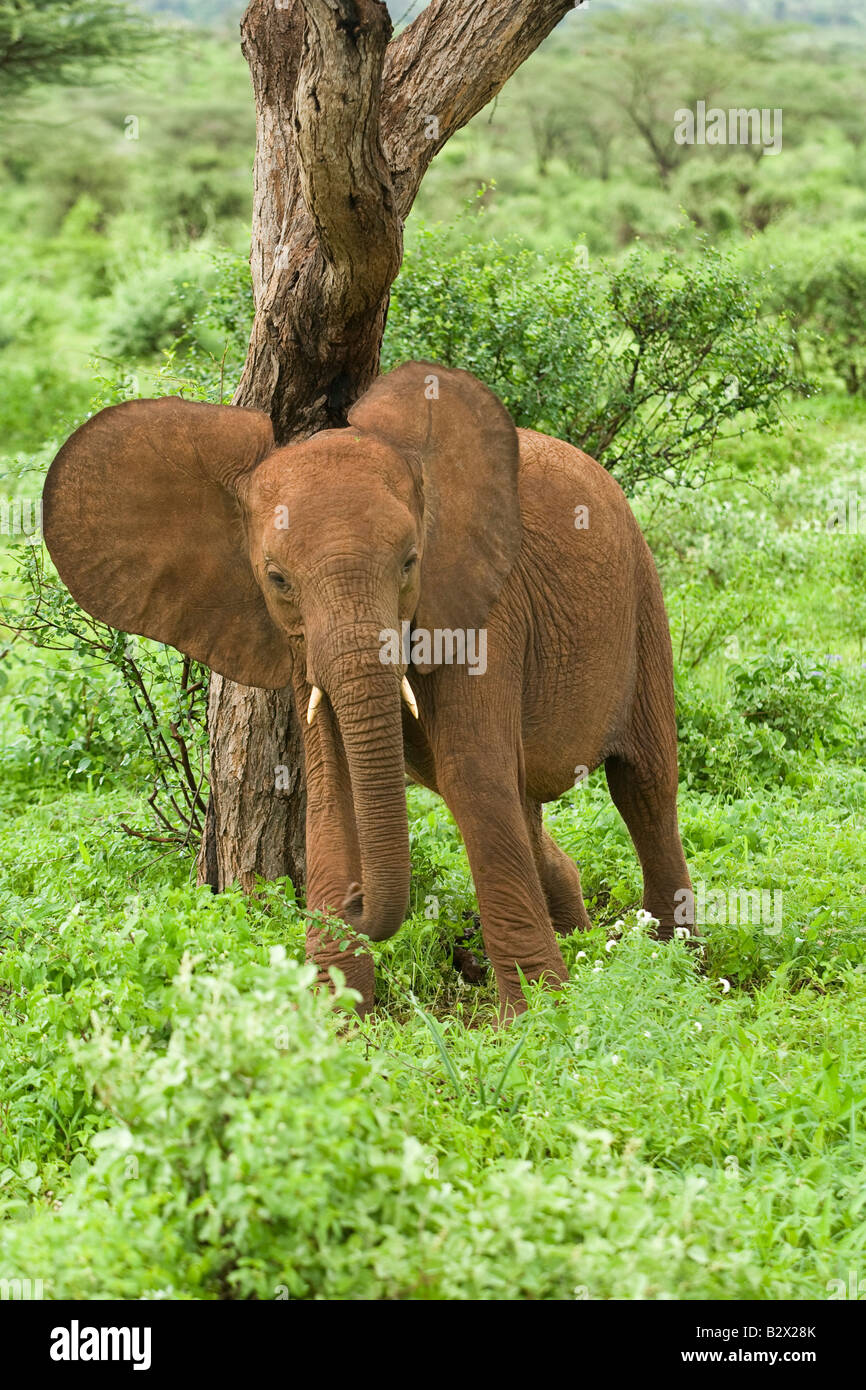 Afrikanischer Elefant (Loxodonta Africana) kratzen den Rücken an einem Baum Stockfoto