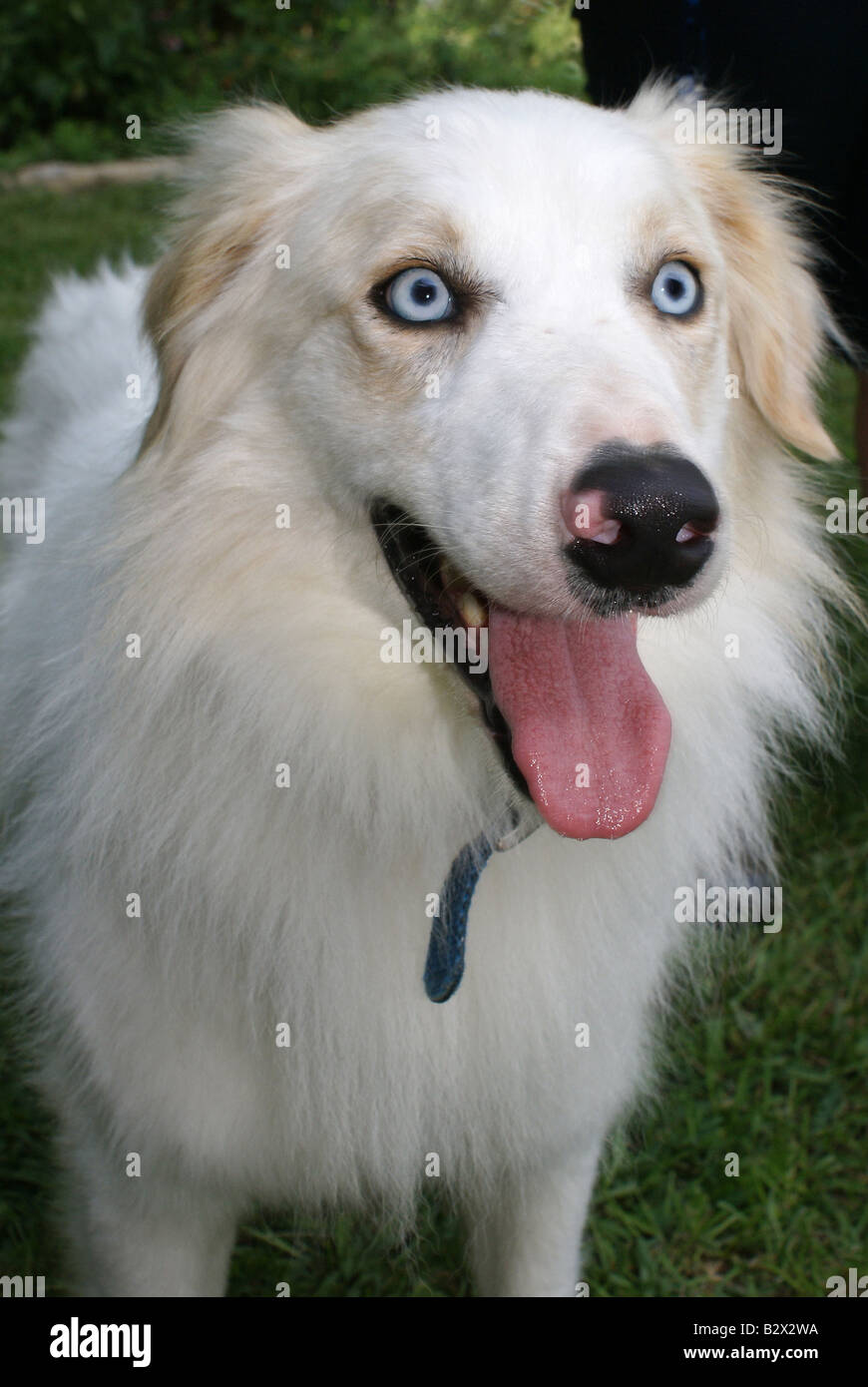 Blue Eyed Dog Stockfoto