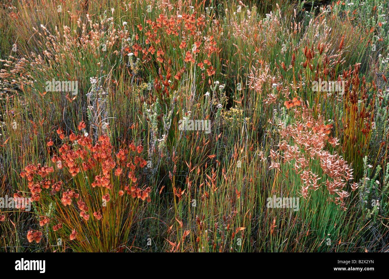 Fynbos In die Cedarberg Stockfoto