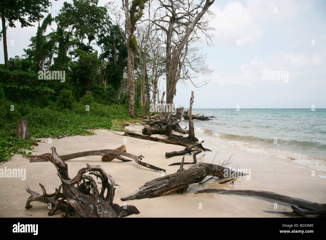 Trocken und entwurzelte Bäume auf Havelock Island, Andamanen, Indien Stockfoto