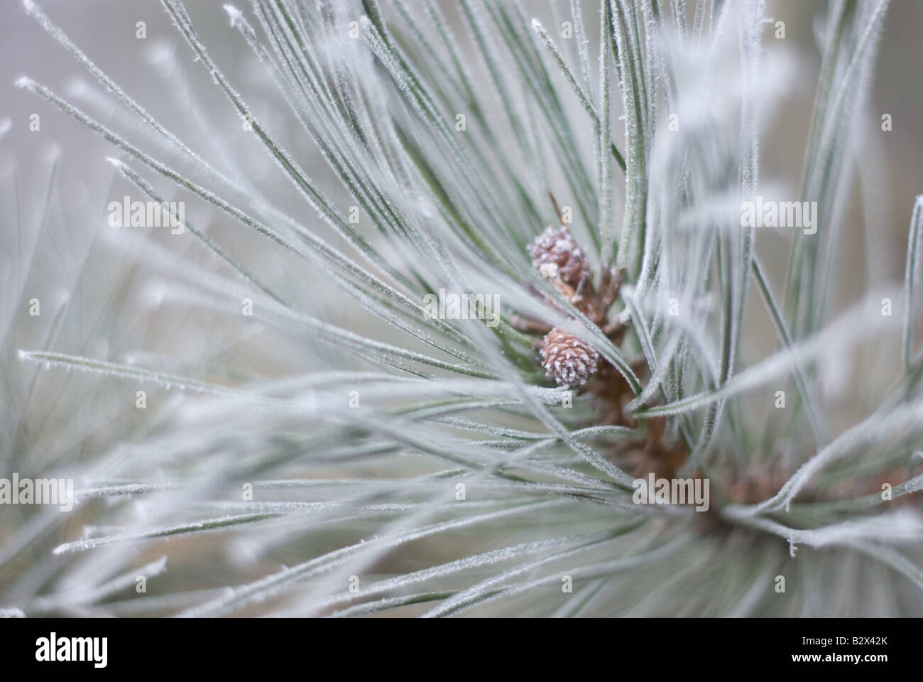 Tannennadeln gefangen werden dem Frost. Stockfoto