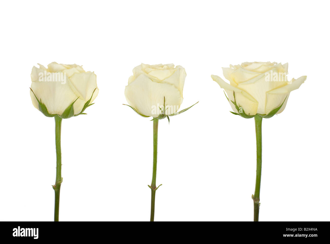 Drei weiße Rosen. Stockfoto