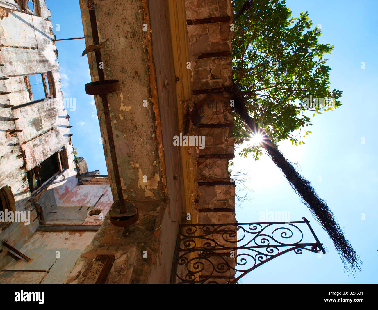 Havanna Vieja, Altstadt, Haus Ruine Baum wächst in der Luft Stockfoto