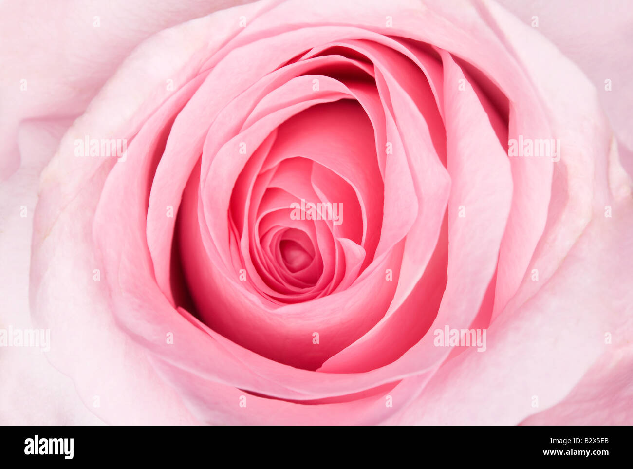 Detail der Blütenblätter eine rosa Rose Nahaufnahme. Stockfoto