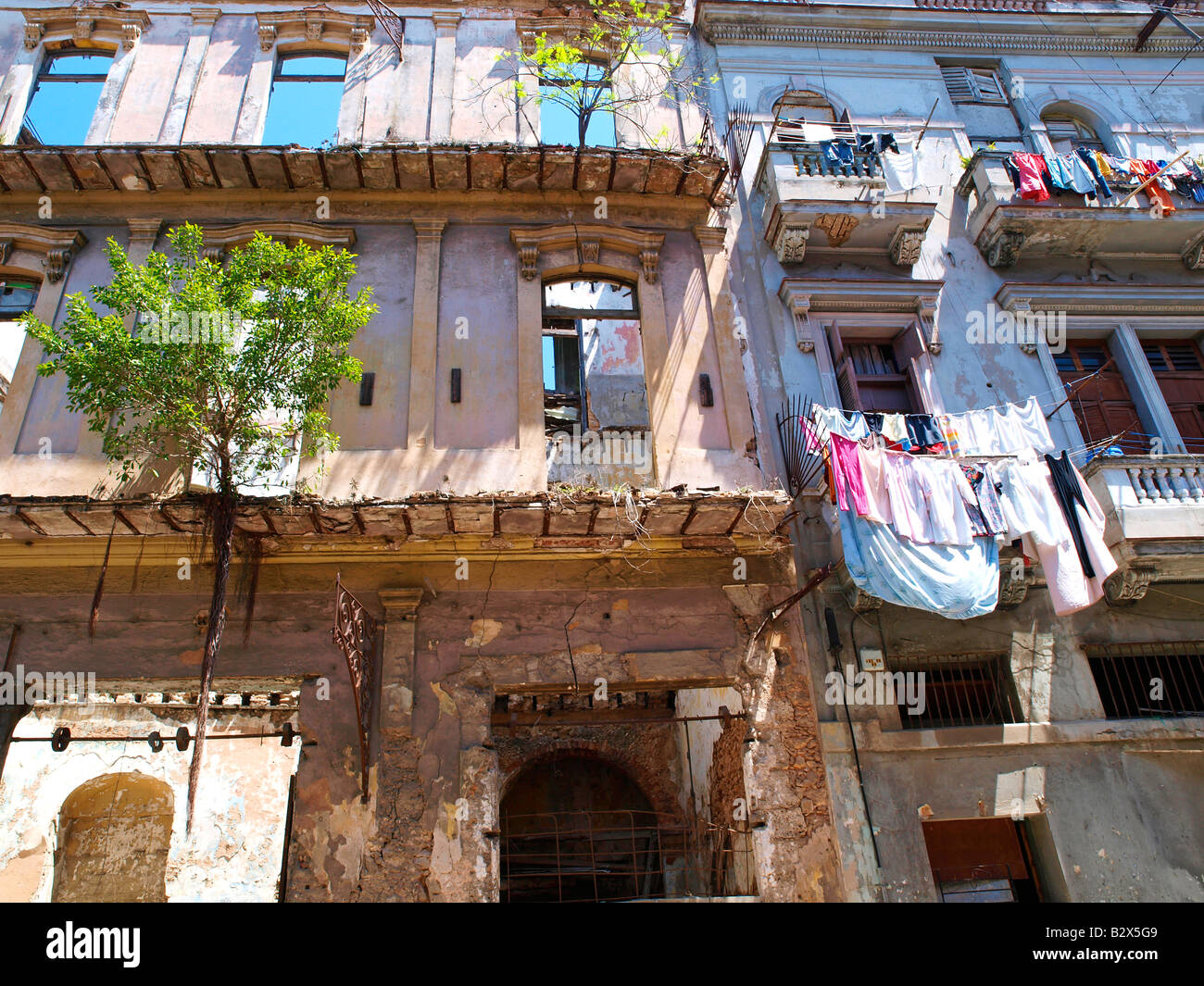 Havanna Vieja, Altstadt, Haus Ruine Baum wächst in der Luft Stockfoto