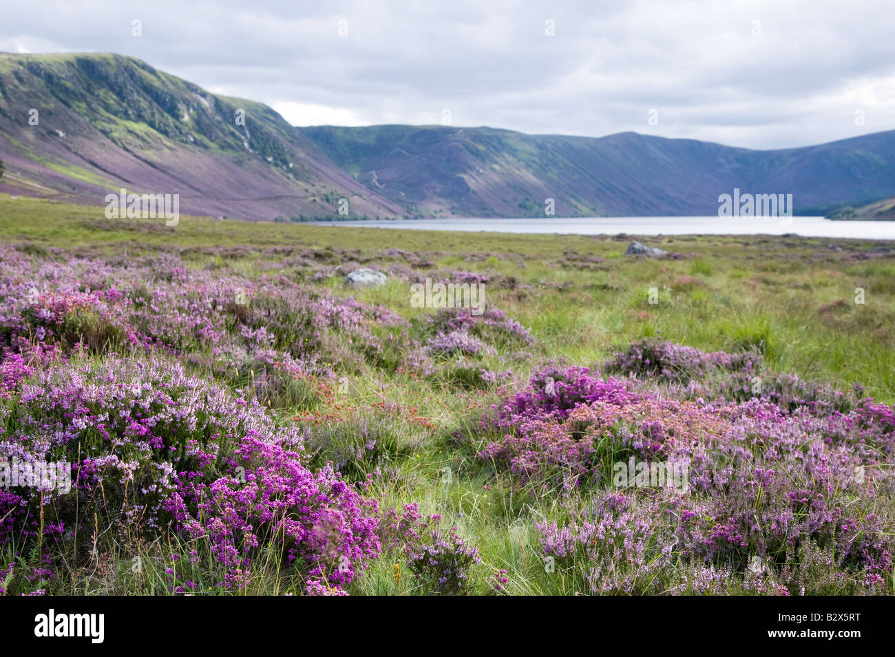 Balmoral Estate, Spittal of Glen Muick, Lochnagar Heather Moorland, Ballater, Aberdeenshire, Cairngorms National Park, Schottland, Vereinigtes Königreich Stockfoto