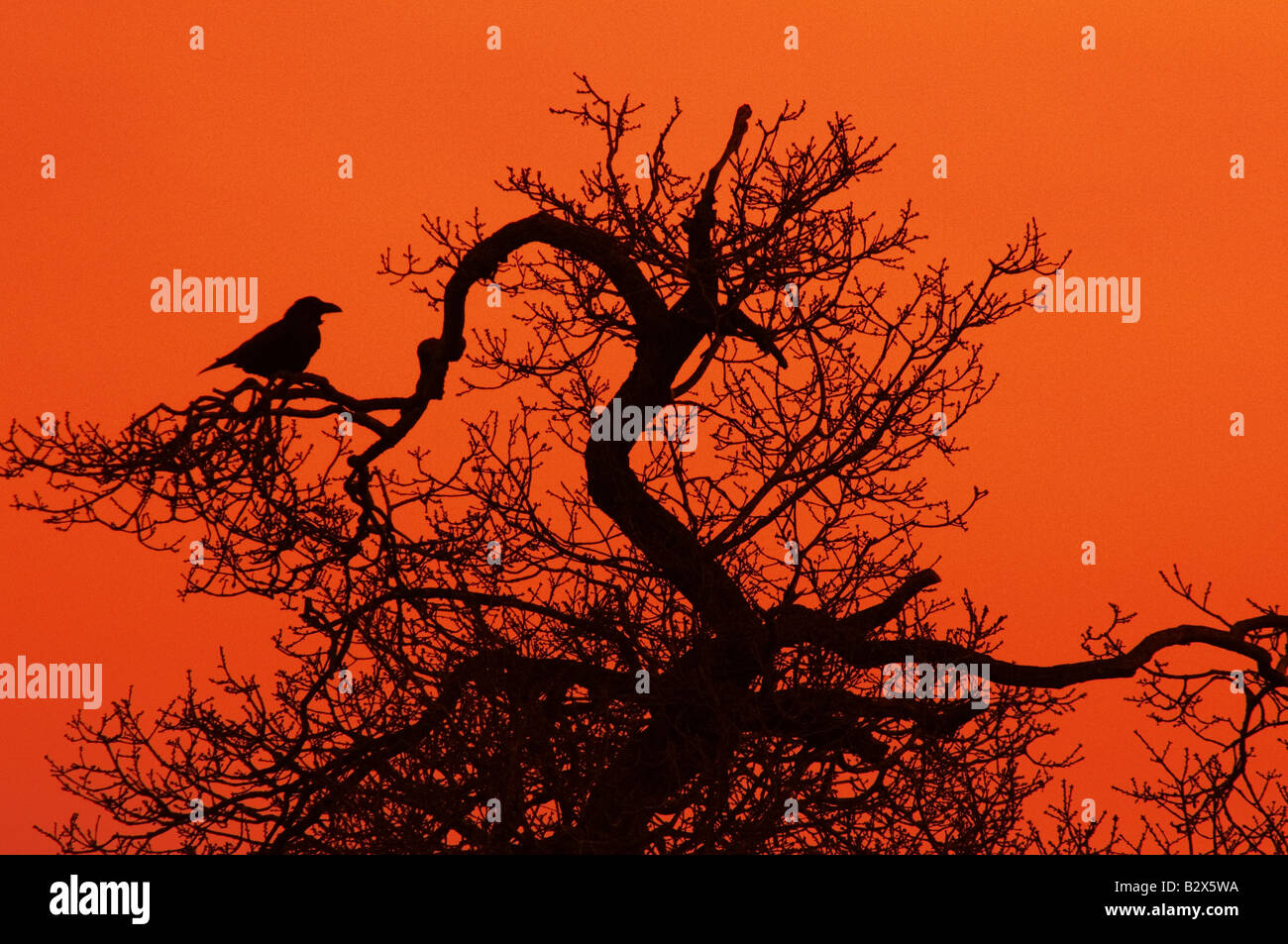 Sonnenuntergang-Raven thront im Baum bei Sonnenuntergang, Corvus Corax Rabe Stockfoto