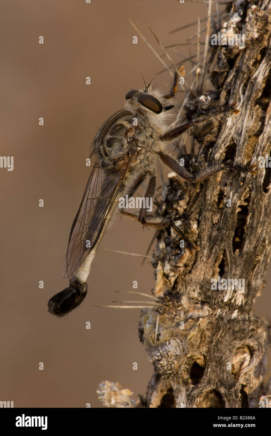 Robber Fly (wahrscheinlich Efferia Spp) - Familie Asilidae - Arizona - USA Stockfoto