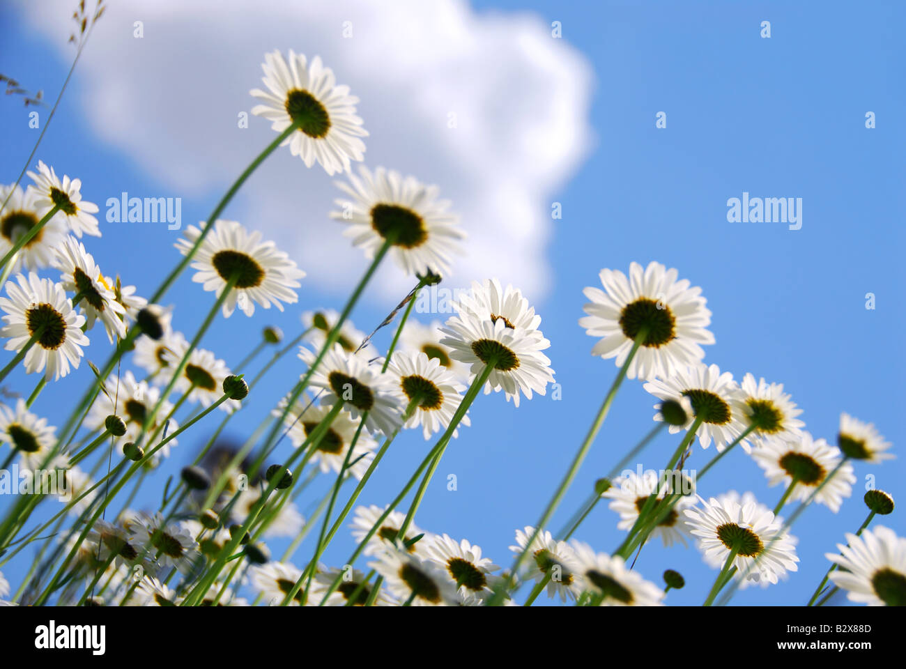 Weiße Sommer Gänseblümchen erreichen gegen blauen Himmel Stockfoto