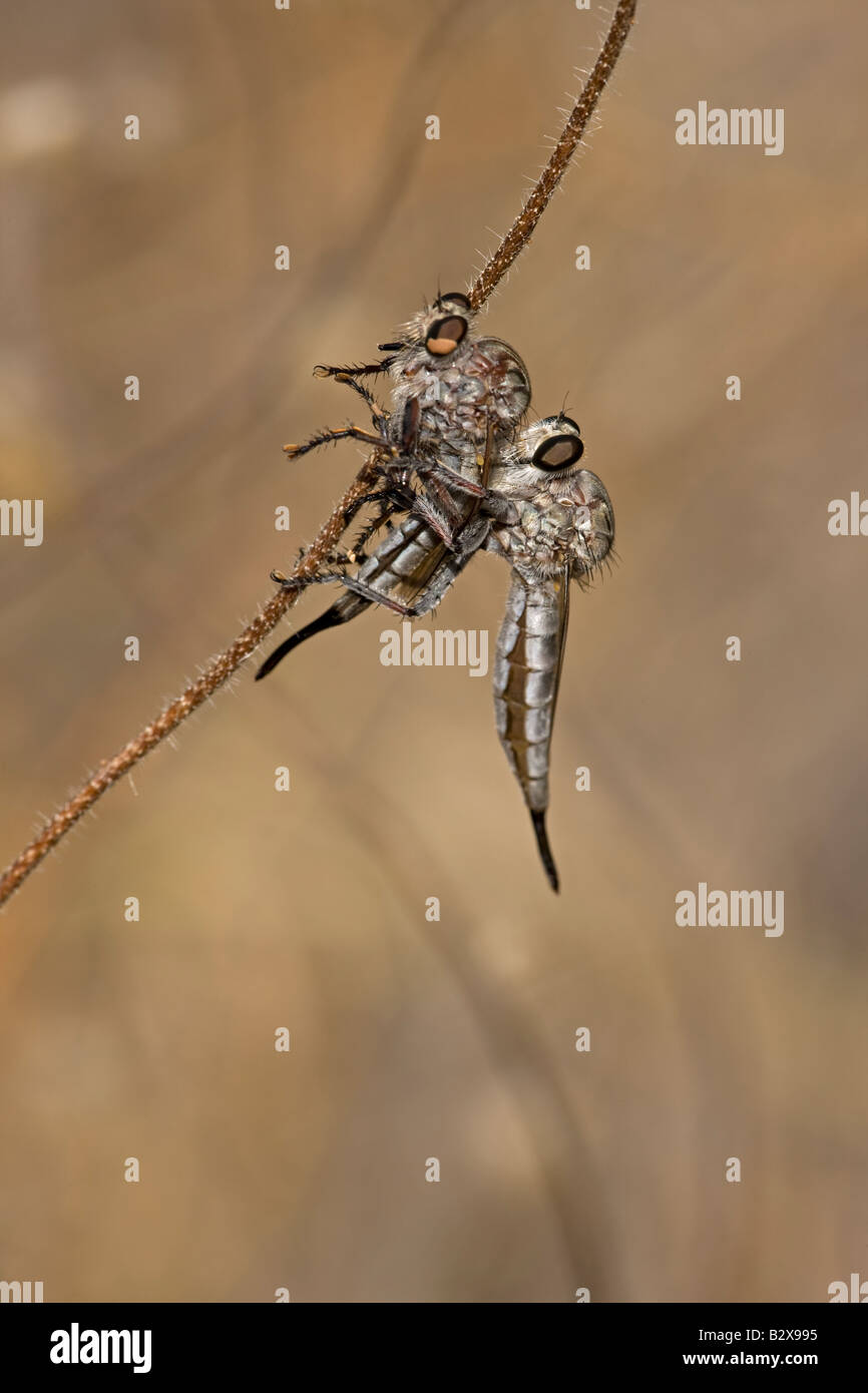 Räuber fliegen (Prob Efferia Spp) Fütterung auf Räuber fliegen - Familie Asilidae - Arizona USA Stockfoto