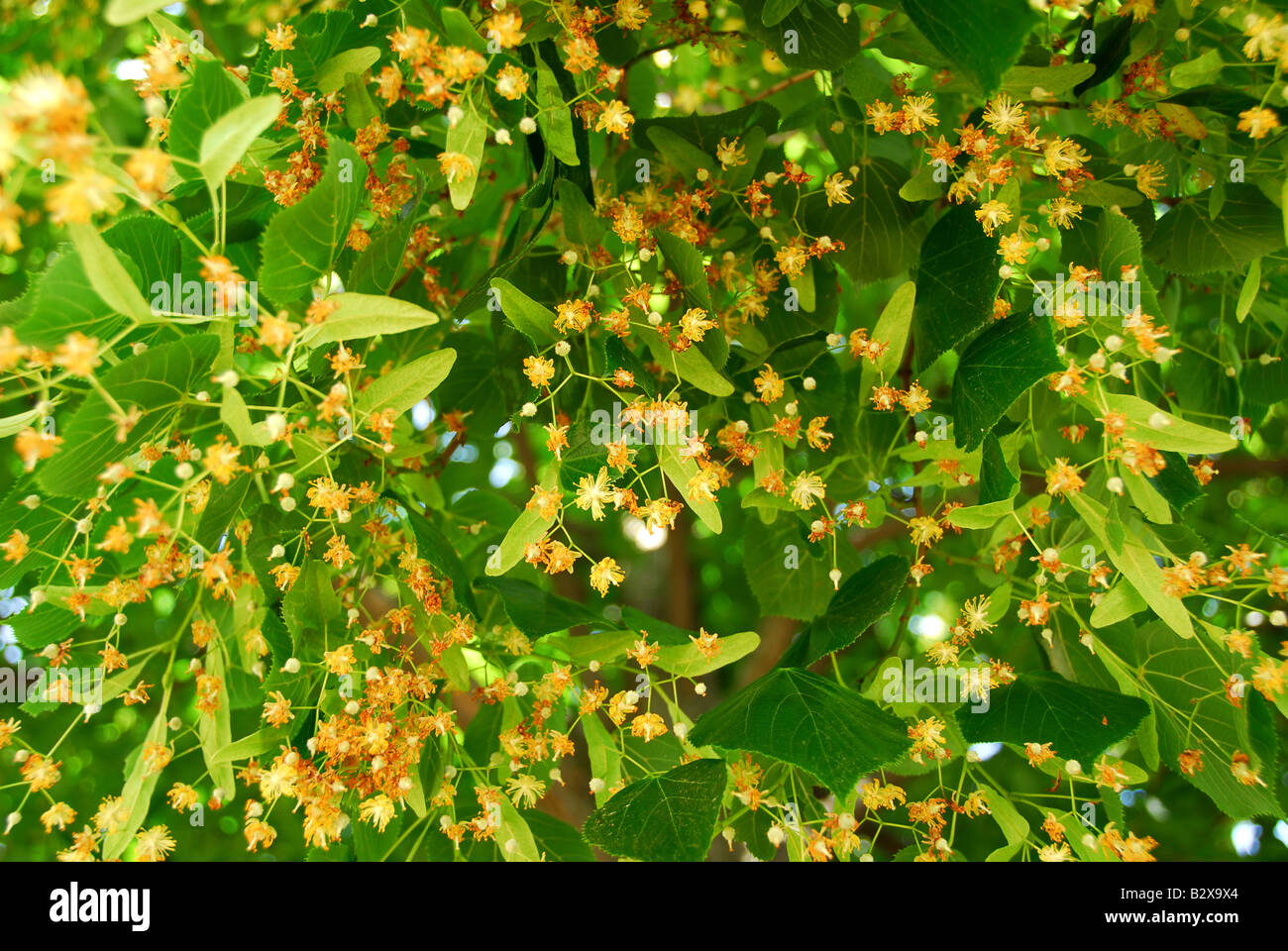 Natürlichen Hintergrund der Linde blüht im Sommer Stockfoto