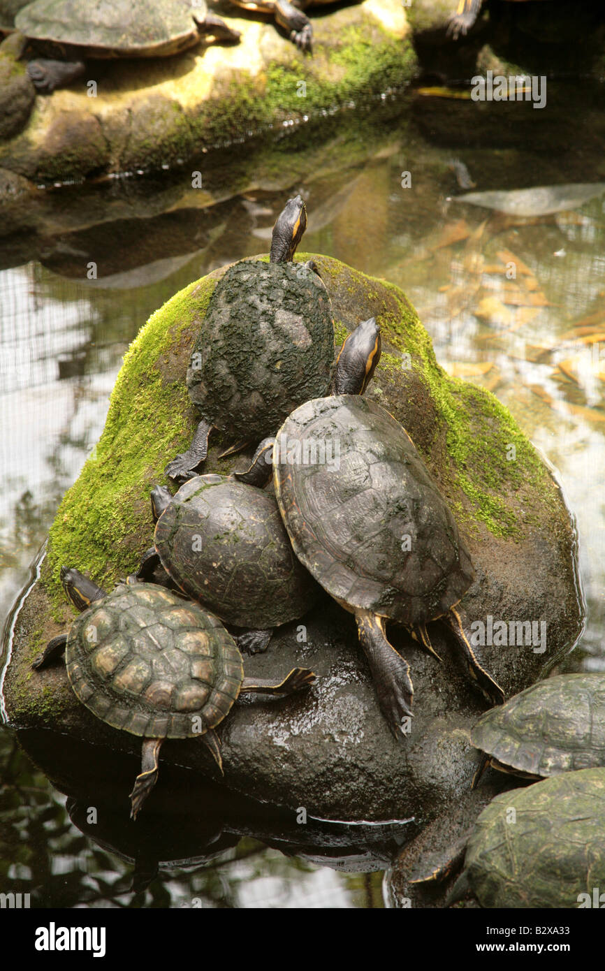 Rote eared Schildkröten in einem Teich in eine Hütte in Panama el Valle