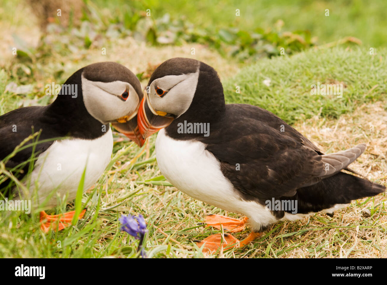 Zwei atlantischen Papageientaucher spielen  küssen Stockfoto