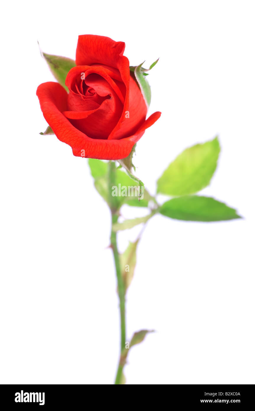 Schöne rote rose Knospe isoliert auf weißem Hintergrund. Stockfoto