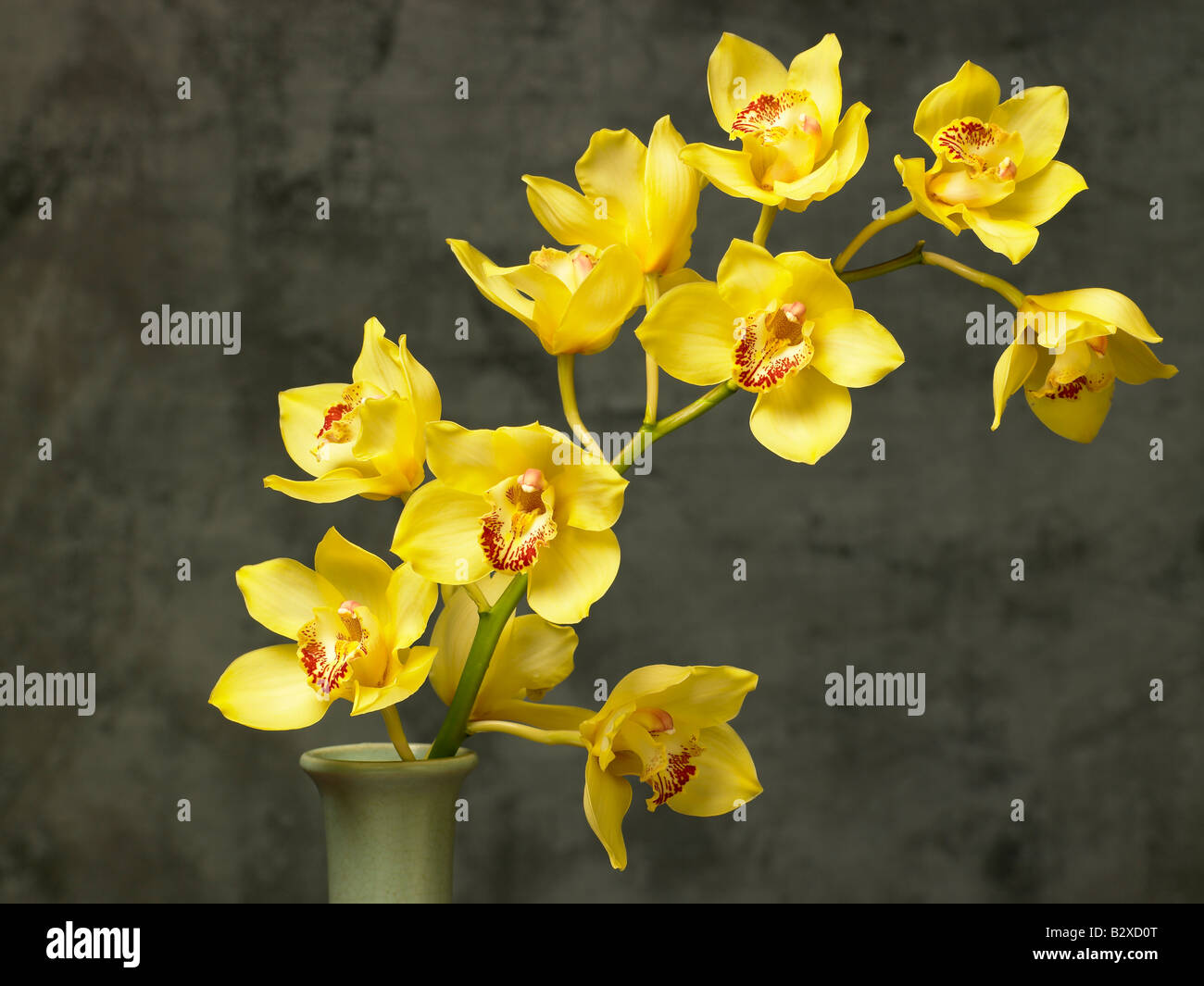 Gelbe Orchidee in vase Stockfoto