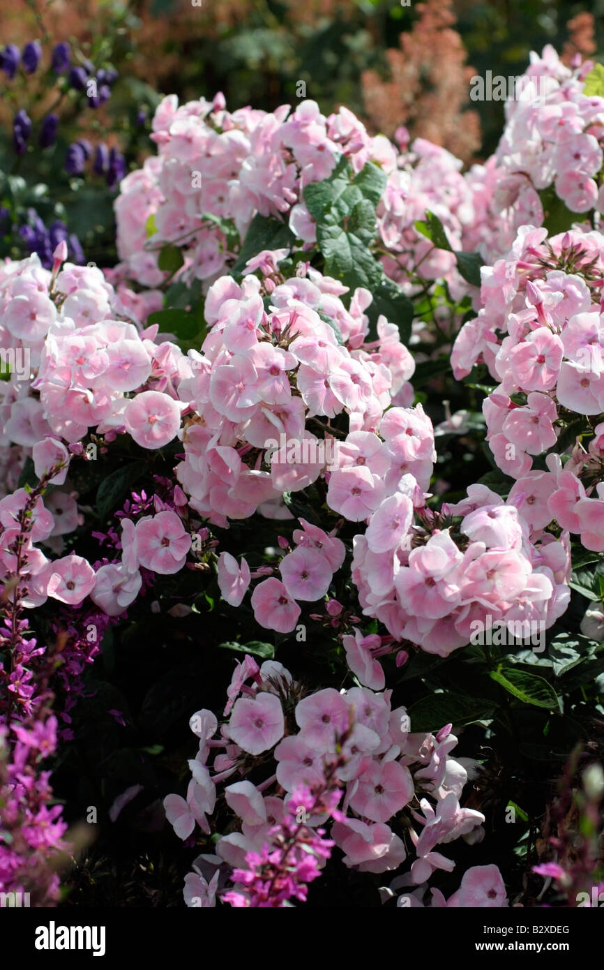 PHLOX PANICULATA PERLMUTT Stockfoto