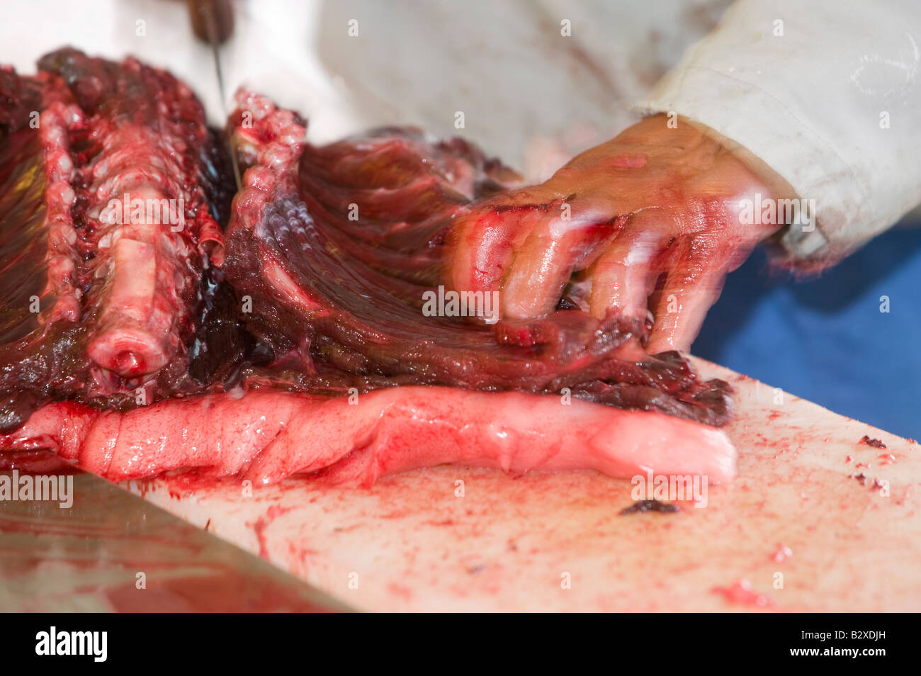 Robbenfleisch wird von einem Inuit-Mann in Ilulissat in Grönland das Siegel ein Inuit-Jäger erschossen wurde geschlachtet Stockfoto