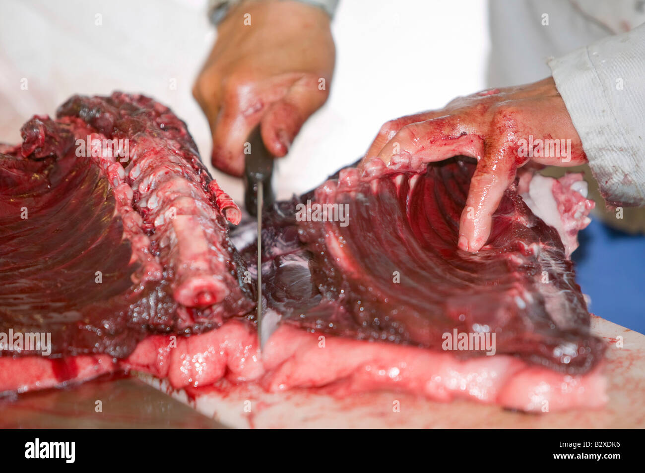 Robbenfleisch wird von einem Inuit-Mann in Ilulissat in Grönland das Siegel ein Inuit-Jäger erschossen wurde geschlachtet Stockfoto