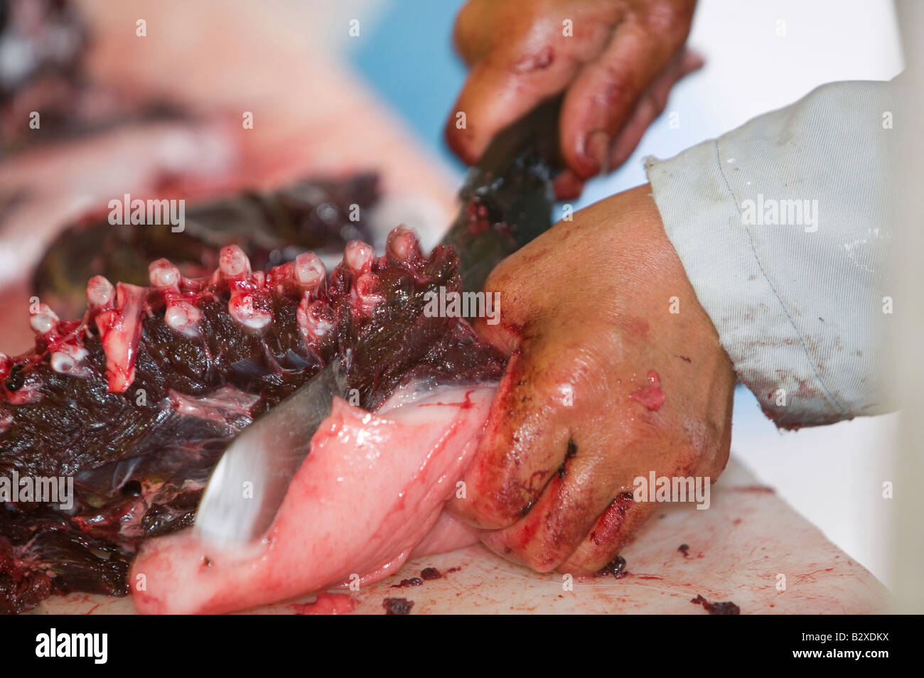 Robbenfleisch wird von einem Inuit-Mann in Ilulissat in Grönland das Siegel ein Inuit-Jäger erschossen wurde geschlachtet Stockfoto