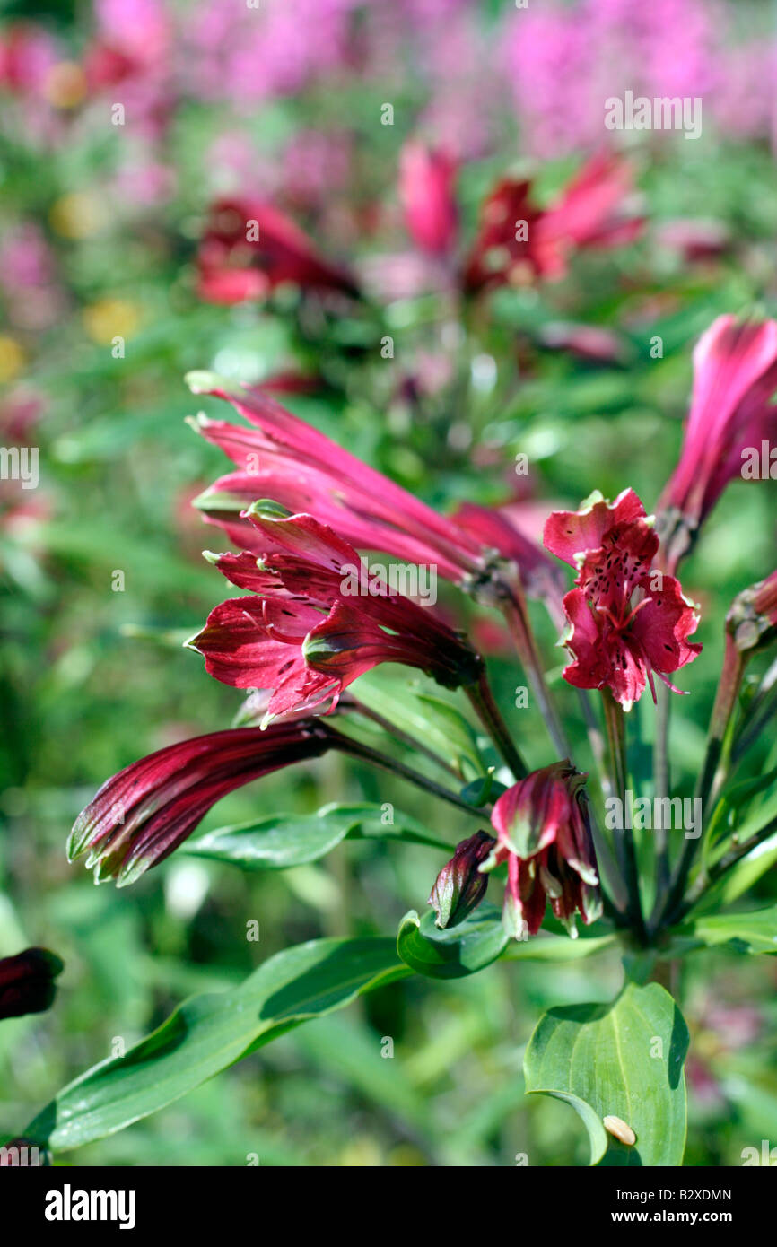 ALSTROMERIA BRASILIENSIS Stockfoto