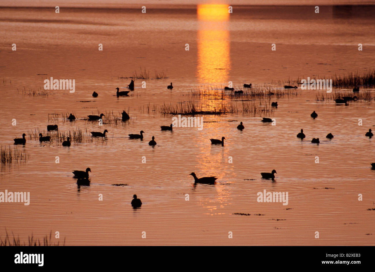 Ringelgänse bei Sonnenuntergang in der Königlichen Gesellschaft für den Schutz der Vögel in Langstone Hafen Portsmouth Hampshire England finden Stockfoto