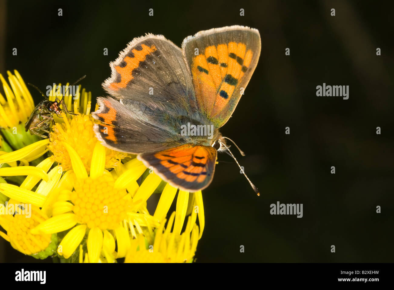 Kleine Kupfer (Lycaena Phlaeas) Schmetterling auf Ragweed Blume Stockfoto