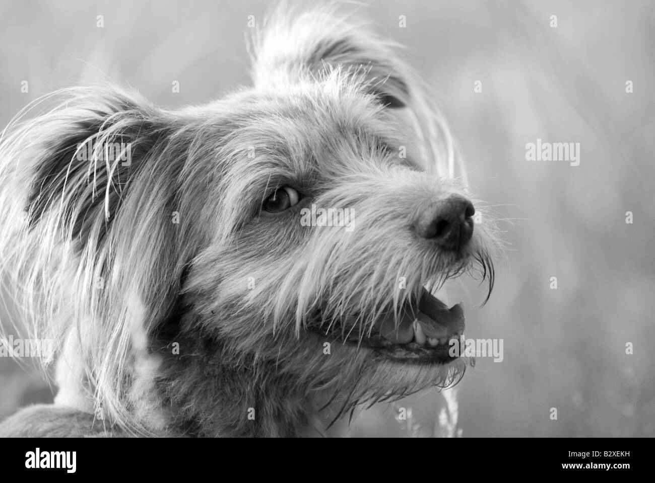 Niedlicher, flauschiger, ungewöhnlicher k9-Hund in entspannter Pose mit entzückenden flauschigen Ohren, aber dennoch wachsam und attraktiv als bester Freund des Mannes Stockfoto