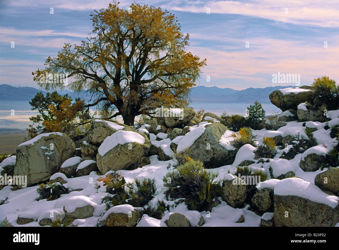 Winterliche Szene mit einsamen Baum in den Ausläufern der Sierra Nevada in der Nähe der Alabama HIlls in Kalifornien Stockfoto