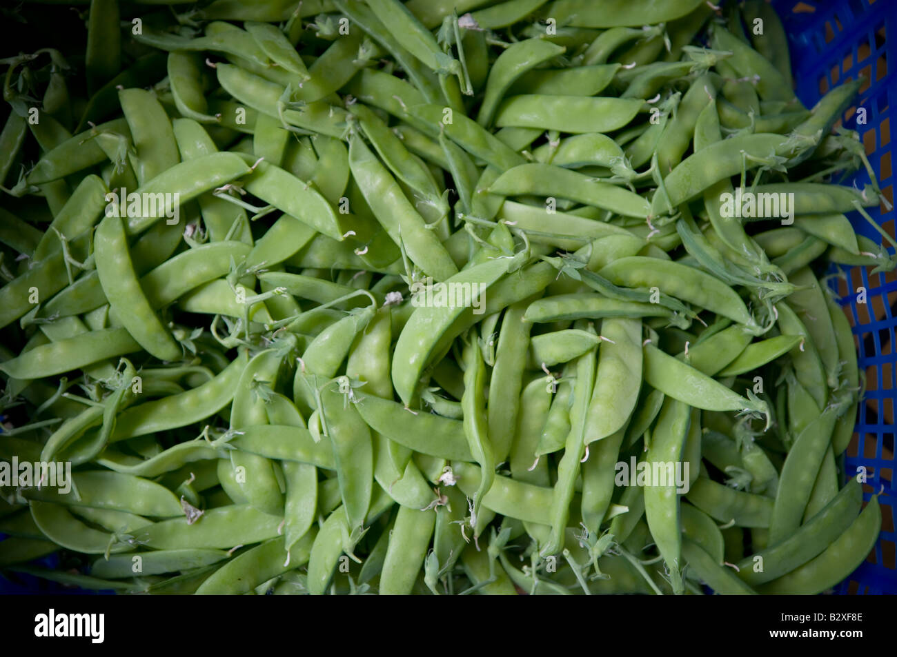 Schachtel mit grünen Zuckerschoten, frisches Gemüse Stockfoto