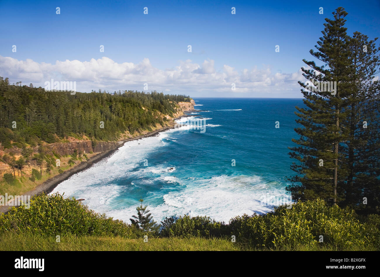 Ein Blick auf Anson Bay mit Norfolk Pine Bäume, die bis in den Pazifischen Ozean entlang einer zerklüfteten Klippe reichen, Norfolk Island South Pacific, Australien Stockfoto