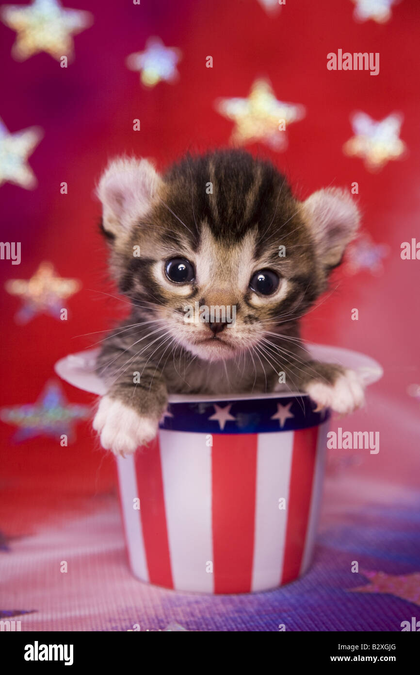 Süße patriotischen Kätzchen auf roten weißen und blauen Hintergrund in Uncle Sam Hut Stockfoto