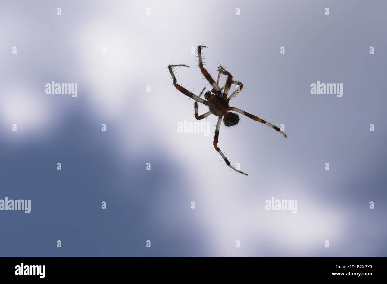 Eine Spinne, Arachnid, schweben im Raum, wie es aus einem feinen Strang Seide hängt, die gegen den blauen Himmel praktisch unsichtbar ist. Stockfoto