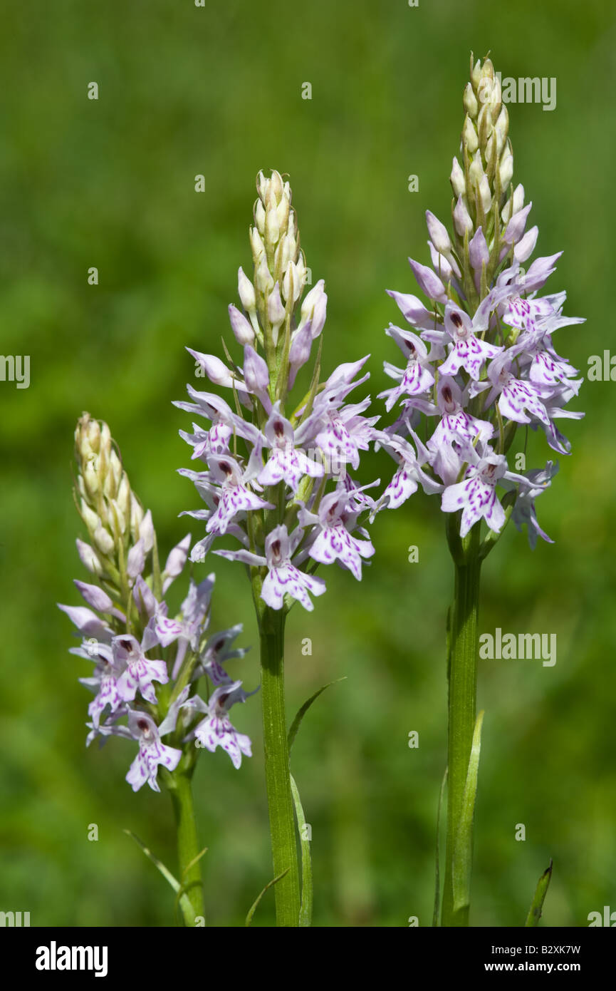 Gemeinsame gefleckte Orchidee (Dactylorhiza Fuchsii) Blume Spitzen North Yorkshire England UK Europa Juni Stockfoto