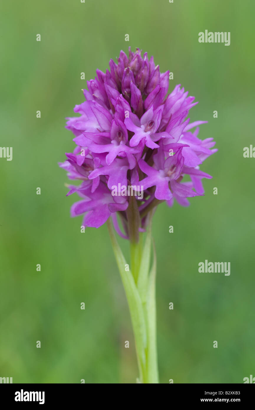 Pyramiden-Orchidee (Anacamptis Pyramidalis) Blumen Kreide Wharram Steinbruch Nature Reserve North Yorkshire England UK Europa Juni Stockfoto