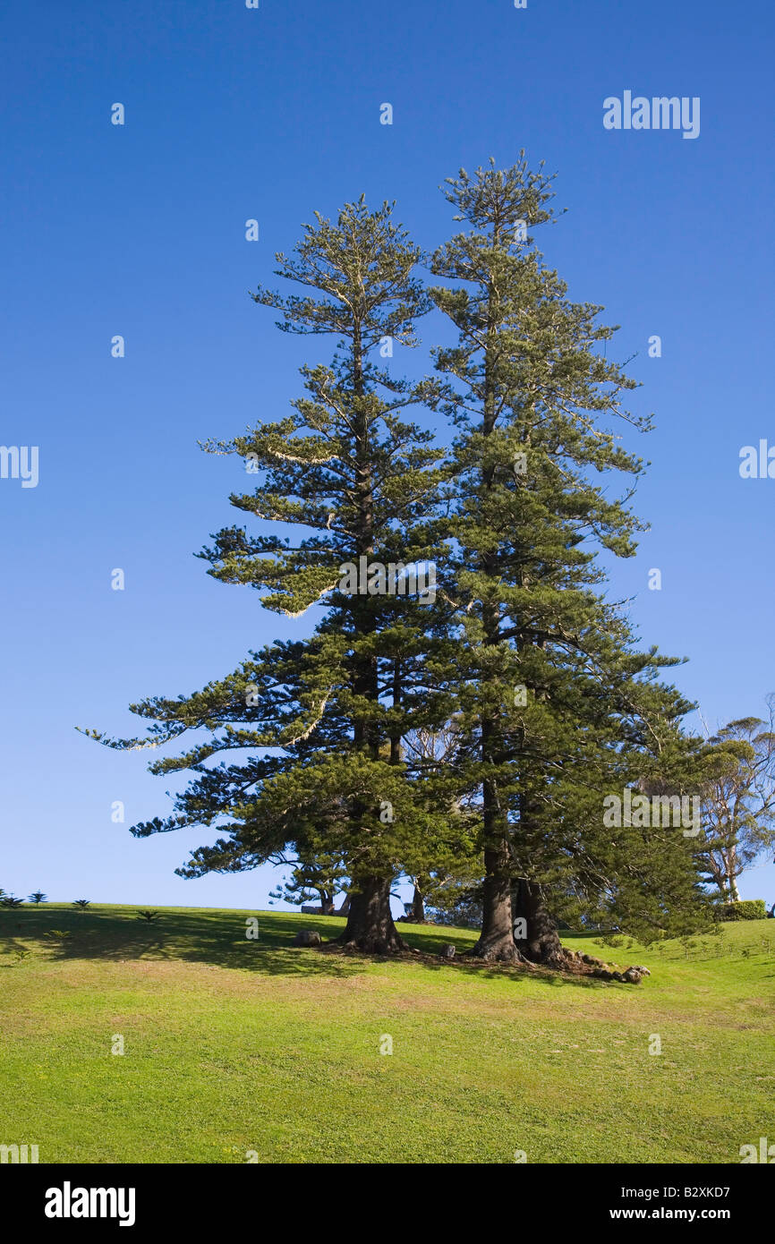 Norfolk Insel Kiefer Bäume Norfolkinsel Südpazifik Stockfoto