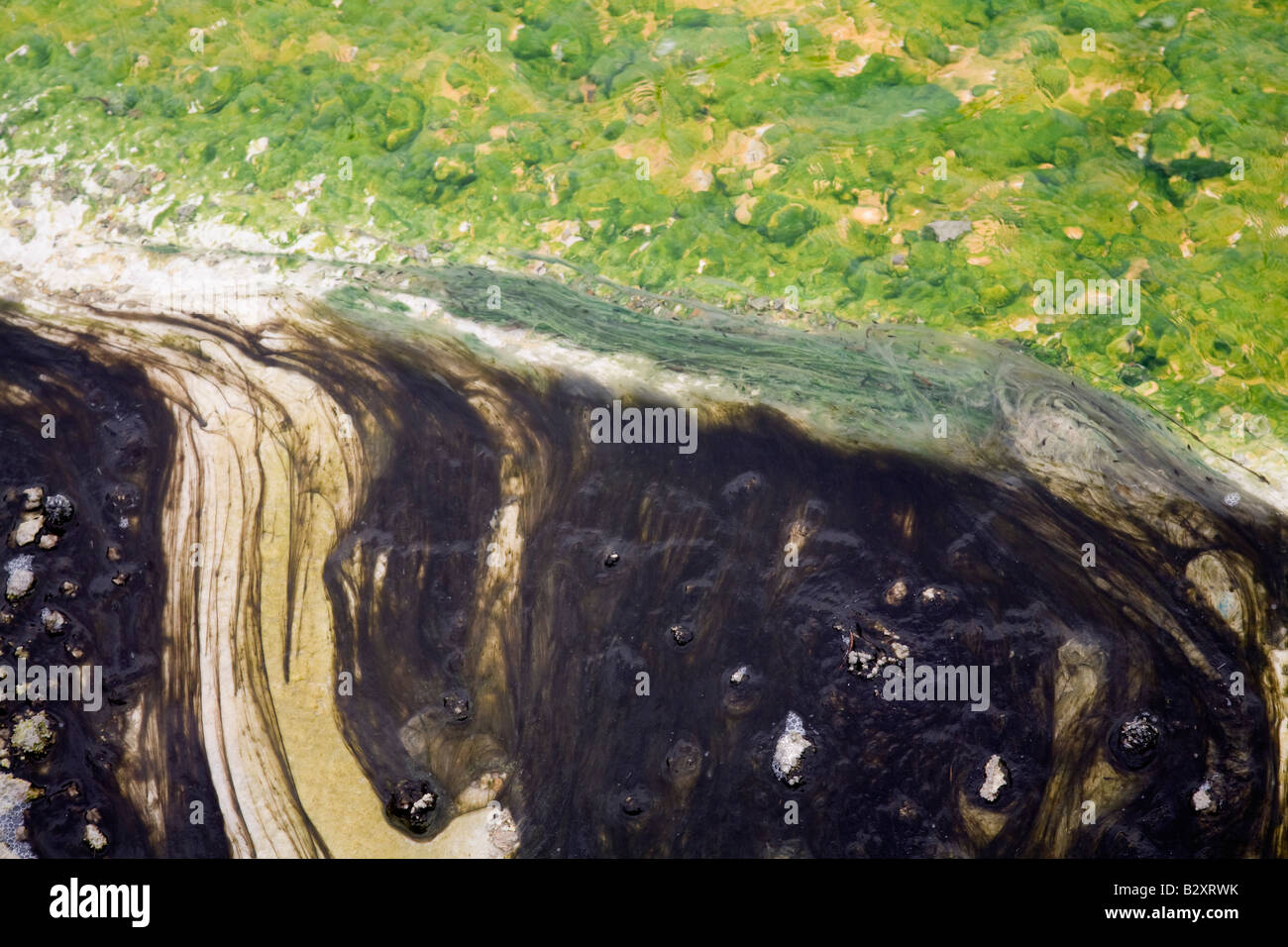 Matten aus thermophilen Algen 3, Norris Geyser Basin, Yellowstone-Nationalpark Stockfoto