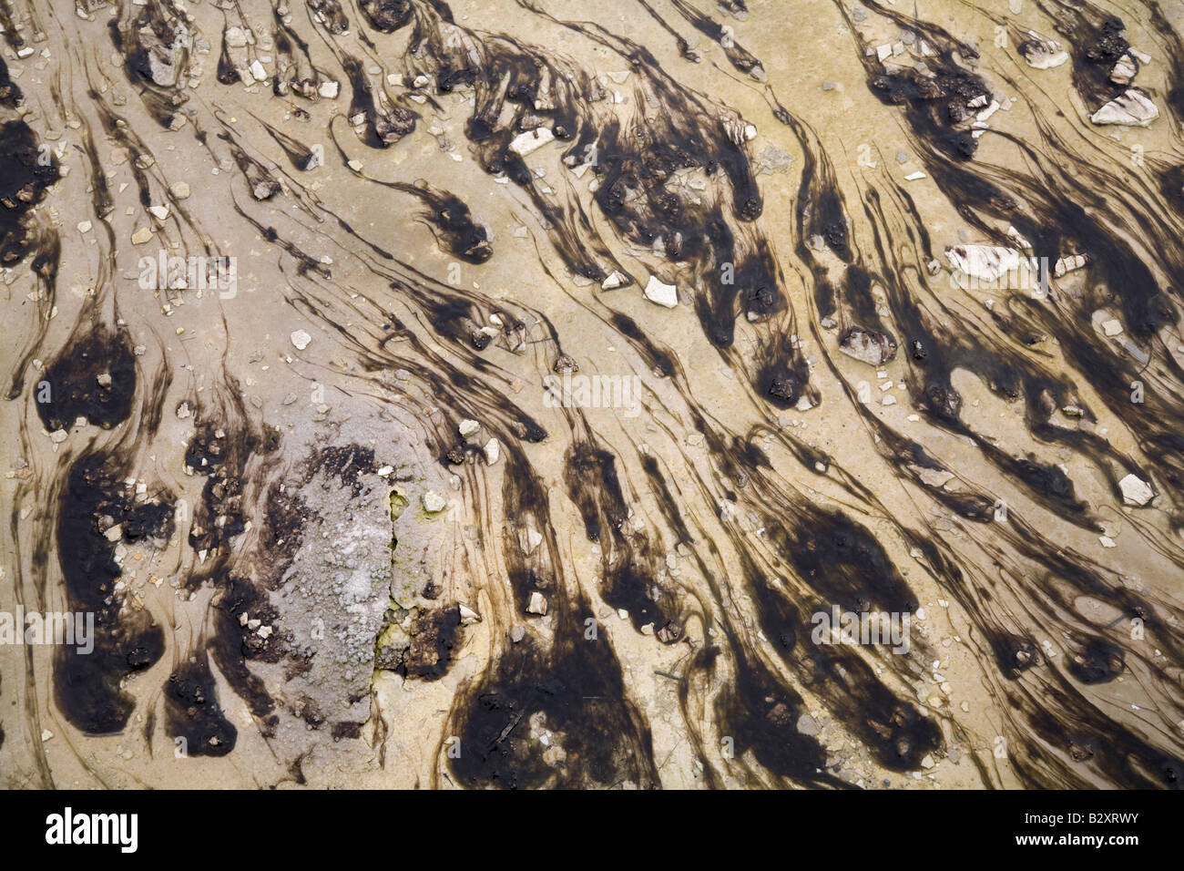 Matten aus thermophilen Algen, Norris Geyser Basin, Yellowstone-Nationalpark Stockfoto