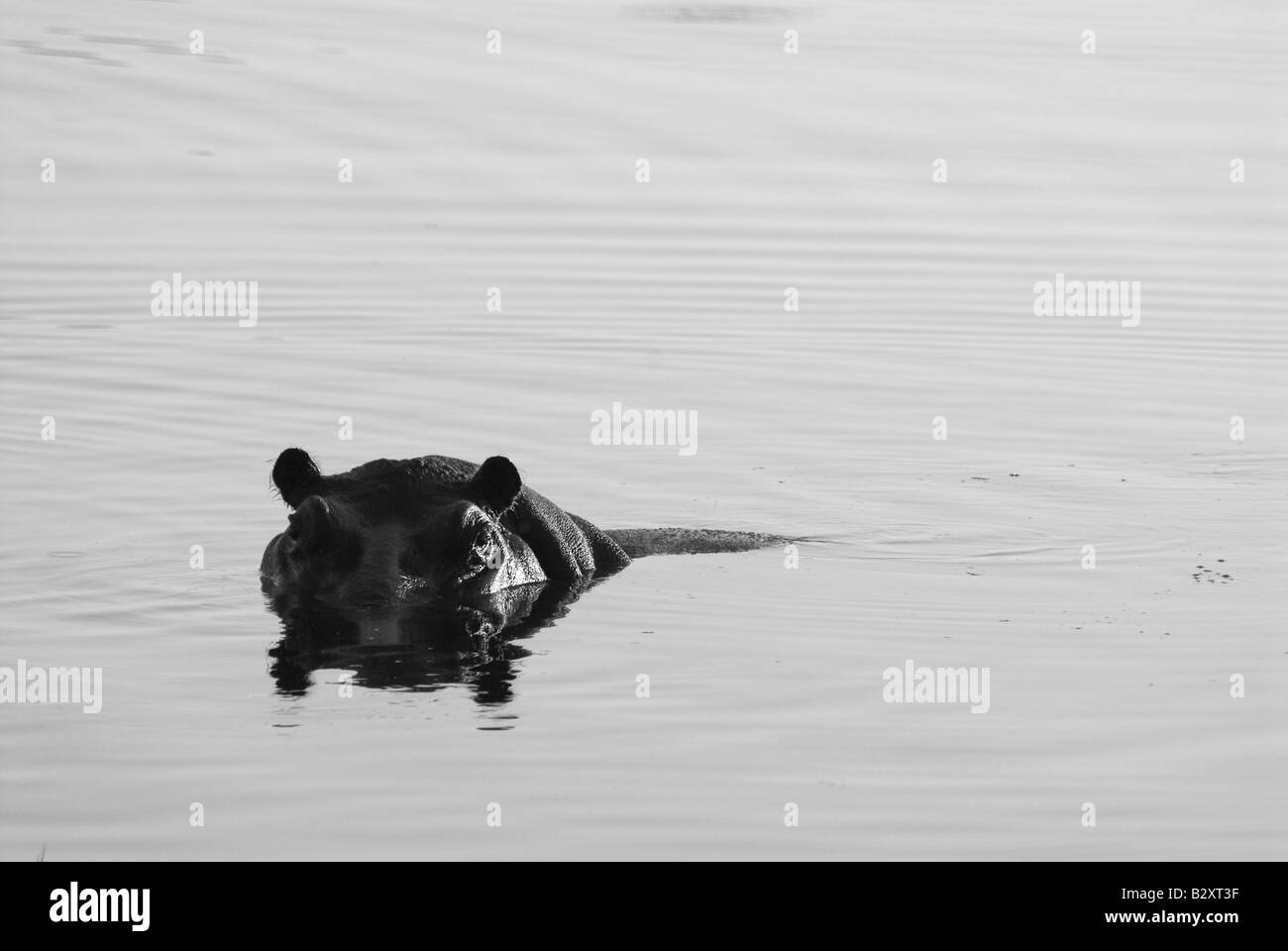 Nilpferd schwelgen in Wasser, Botswana Stockfoto