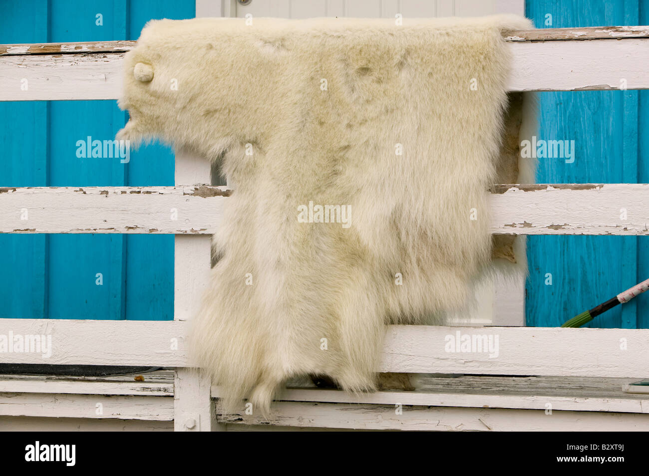 Ein Eisbär Haut durch ein Inuit-Jäger in Ilulissat auf Grönland getötet Stockfoto