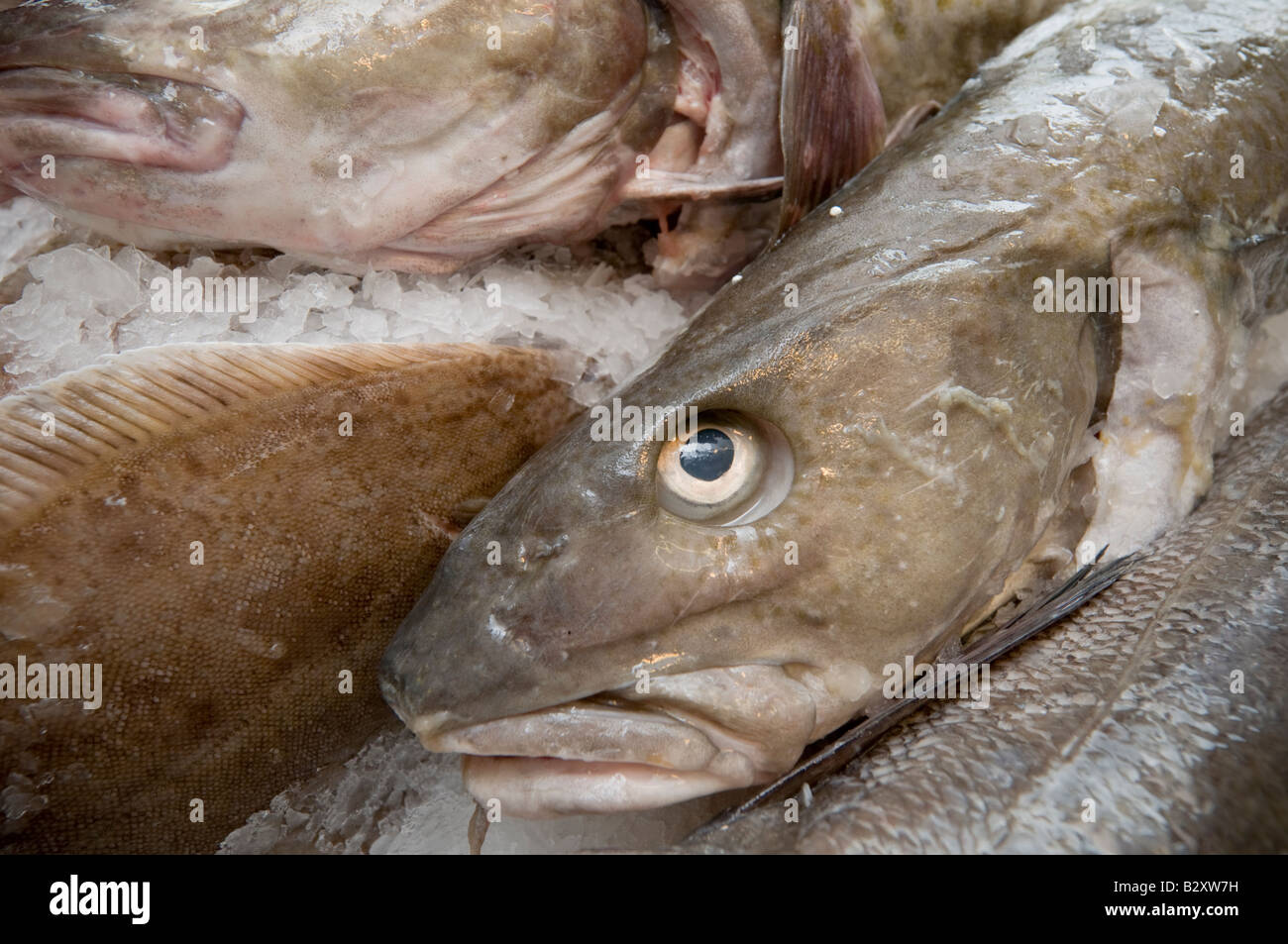 Kabeljau in Fischhändler Shop in Aberaeron Ceredigion Wales UK erhältlich Stockfoto