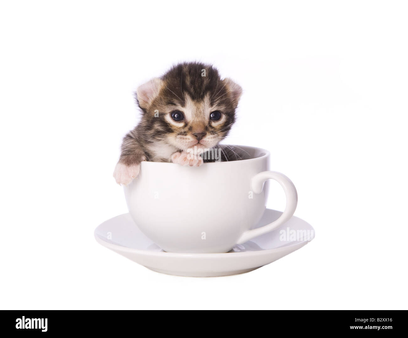 Teetasse Katzchen Stockfotos Und Bilder Kaufen Alamy