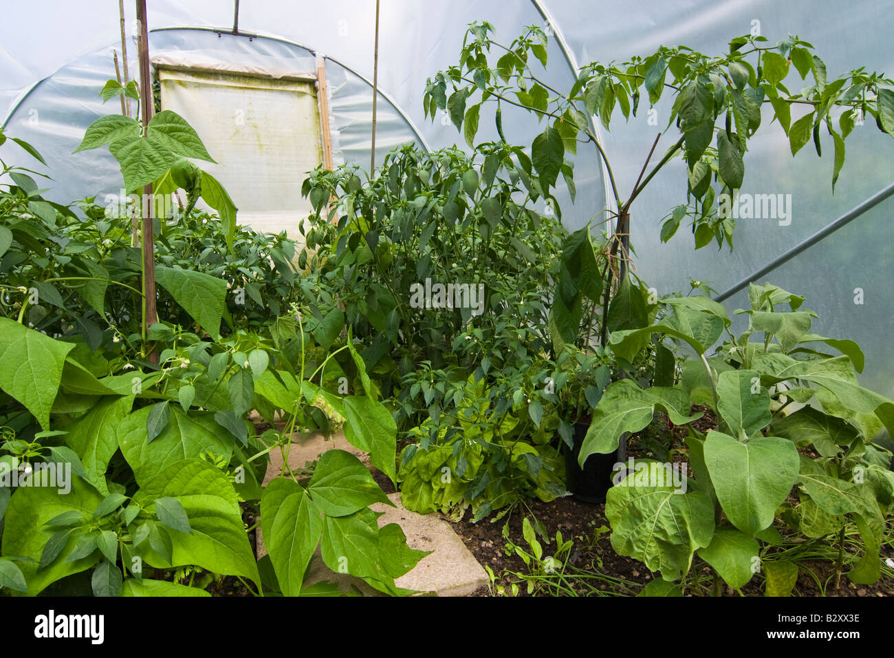Chili, Pfeffer, Aubergine & Salat wächst in einem kleinen Garten Folientunnel, Kent. Stockfoto