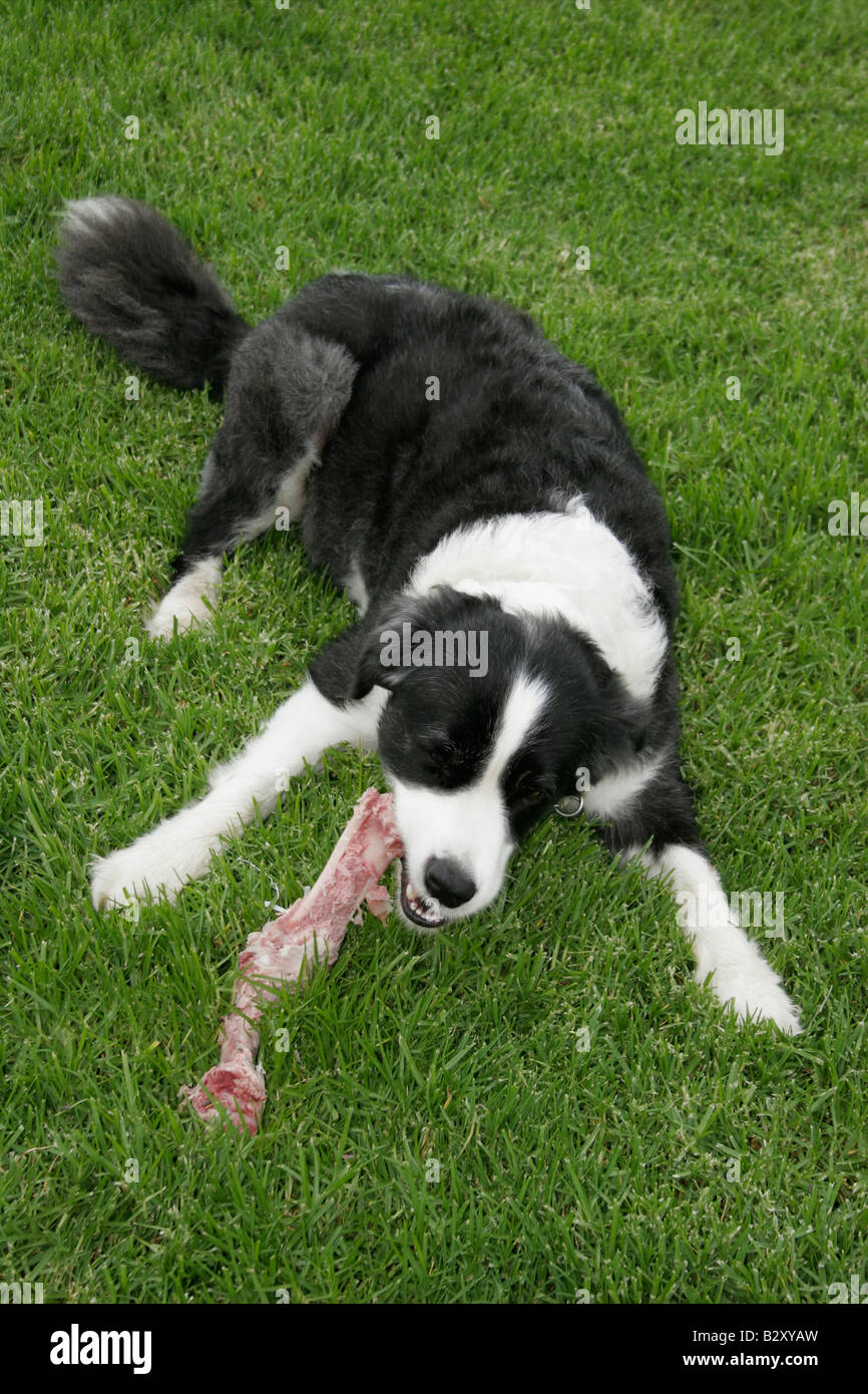 Hund Essen ein Knochen Hunter Valley New South Wales Australia Stockfoto