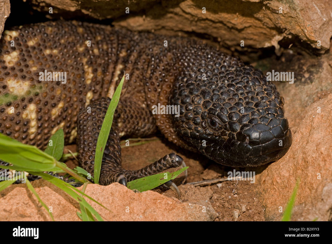 Sonora Mexico Mexican Beaded Lizard (Heloderma Horridum Exasperatum) Stockfoto