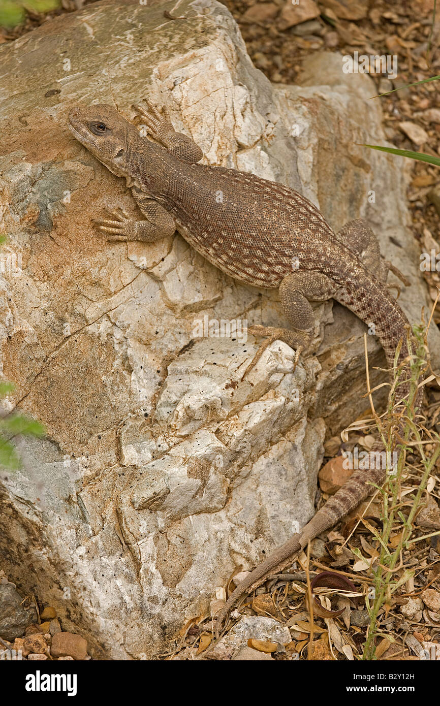 Wüste Leguan (Dipsosaurus Ornatus) Arizona - USA Stockfoto