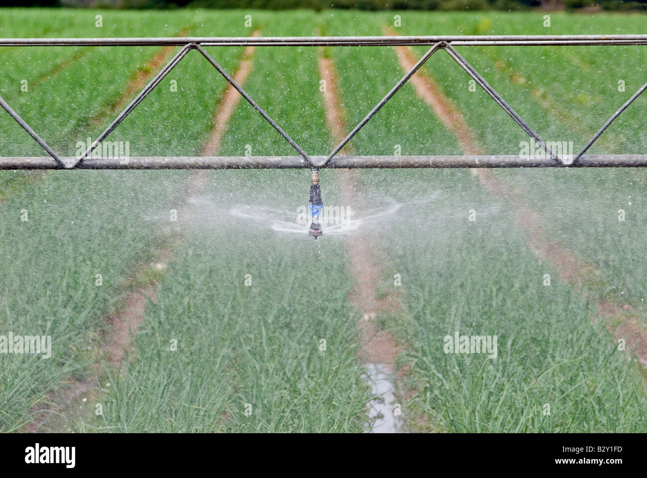 Briggs Bewässerungssystem Bewässerung eine Ernte von Zwiebeln, Butley, Suffolk, UK. Stockfoto